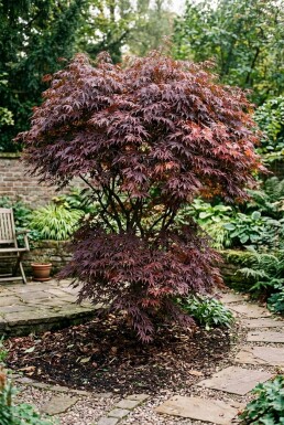 Acer palmatum 'Tamukeyama' struik 125-150 cm C10