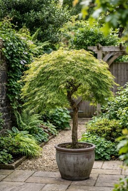 Acer palmatum 'Dissectum Viridis' halfstam stamhoogte 90 cm C10