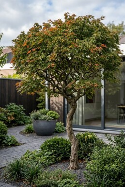 Acer palmatum 'Shishigashira' halfstam 90 cm C10
