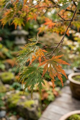 Acer palmatum 'Shishigashira' halfstam 90 cm C10