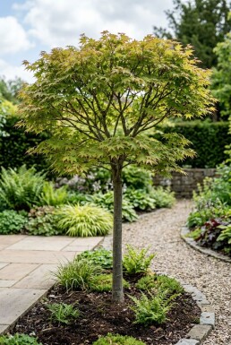Acer palmatum 'Starfish' halfstam stamhoogte 90 cm C35