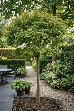 Acer palmatum 'Starfish' halfstam stamhoogte 90 cm C35