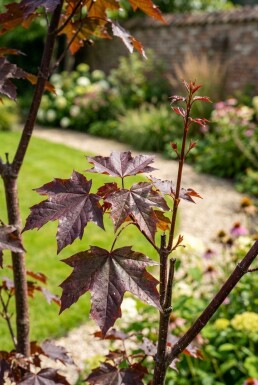 Acer platanoides 'Crimson Sentry' halfstam stamhoogte 110 cm C10