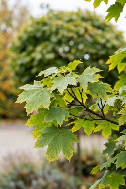 Acer platanoides 'Globosum' halfstam 150 cm C10