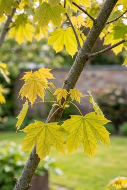 Acer platanoides 'Golden Globe' halfstam stamhoogte 110 cm C10