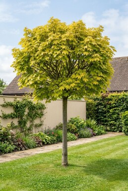 Acer platanoides 'Golden Globe' halfstam 150 cm C10