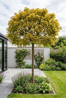 Acer platanoides 'Golden Globe' halfstam 150 cm C10
