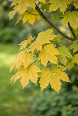 Acer pseudoplatanus 'Brilliantissimum' halfstam stamhoogte 150 cm C10
