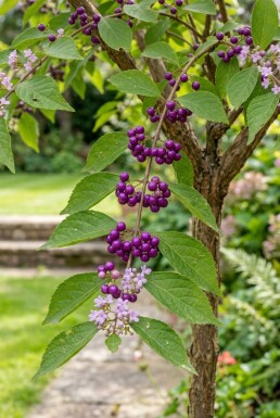 Callicarpa bodinieri 'Profusion' halfstam stamhoogte 120 cm C10