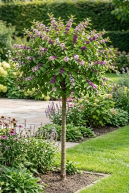 Callicarpa bodinieri 'Profusion' halfstam 90 cm C10