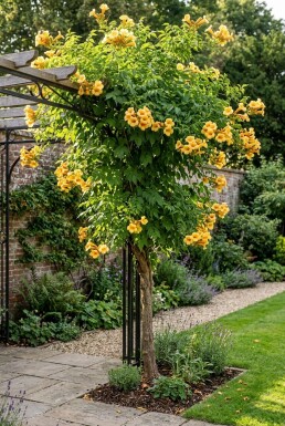 Campsis tagliabuana 'Gold Trumpet' halfstam 80 cm C10