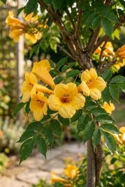 Campsis tagliabuana 'Gold Trumpet' halfstam 80 cm C10