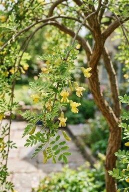 Caragana arborescens 'Pendula' halfstam stamhoogte 120 cm C10