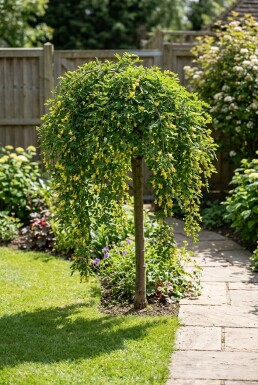 Caragana arborescens 'Walker' halfstam stamhoogte 90 cm 130 cm C10