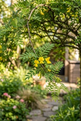 Caragana arborescens 'Walker' halfstam stamhoogte 90 cm 130 cm C10