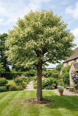 Castanea sativa 'Variegata' halfstam stamhoogte 120 cm C10