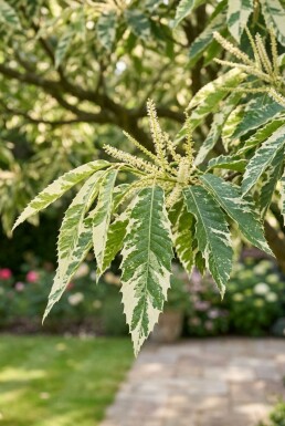 Castanea sativa 'Variegata' halfstam stamhoogte 120 cm C10