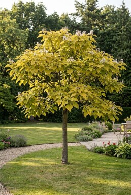 Catalpa bignonioides 'Aurea' halfstam stamhoogte 150 cm C10