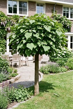 Catalpa bignonioides 'Nana' halfstam stamhoogte 150 cm C15