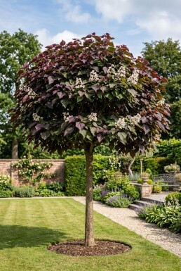 Catalpa erubescens 'Purpurea' halfstam stamhoogte 120 cm C10