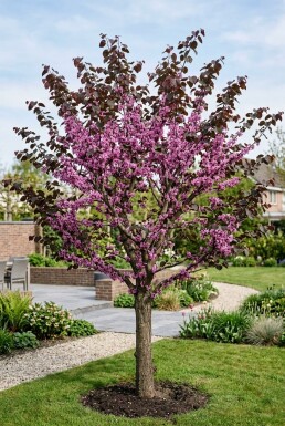 Cercis canadensis 'Forest Pansy' beveerd 175-200 cm C10