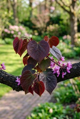Cercis canadensis 'Forest Pansy' beveerd 175-200 cm C10