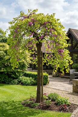 Cercis canadensis 'Golden Falls' halfstam stamhoogte 120 cm C12