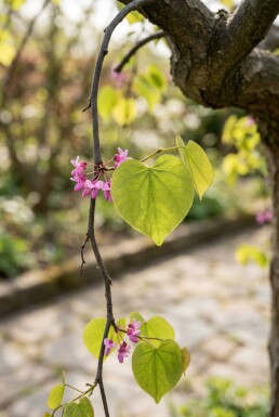 Cercis canadensis 'Golden Falls' halfstam stamhoogte 120 cm C12