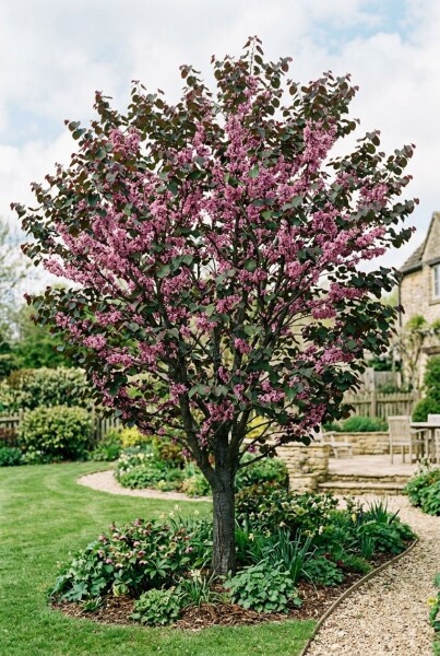 Cercis canadensis 'Merlot' beveerd 175-200 cm C10