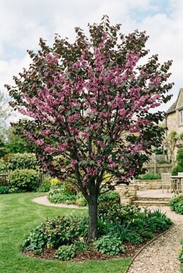 Cercis canadensis 'Merlot' beveerd 175-200 cm C10