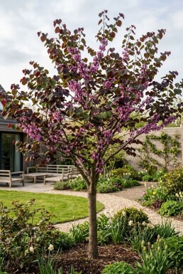 Cercis canadensis 'Merlot' beveerd 175-200 cm C10