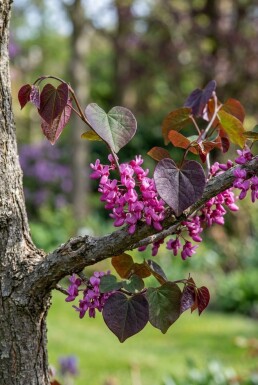 Cercis canadensis 'Merlot' beveerd 175-200 cm C10
