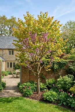 Cercis canadensis 'The Rising Sun' beveerd 150-175 cm C10