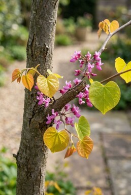 Cercis canadensis 'The Rising Sun' beveerd 150-175 cm C10