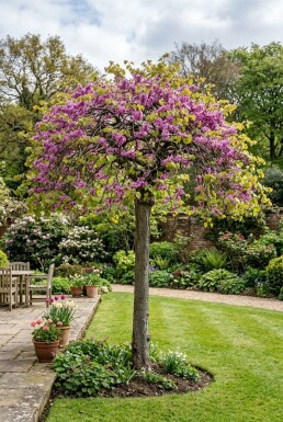 Cercis canadensis 'Traveller' halfstam stamhoogte 120 cm C12