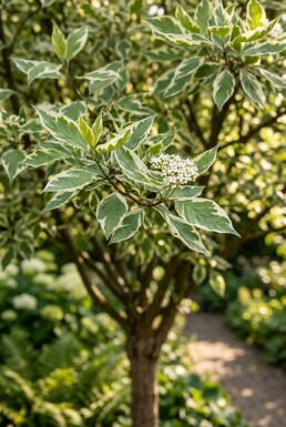 Cornus alba 'Elegantissima' halfstam 90 cm C10