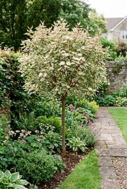 Cornus alba 'Miracle' halfstam 120 cm stam C12