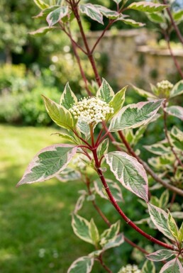 Cornus alba 'Miracle' halfstam 120 cm stam C12