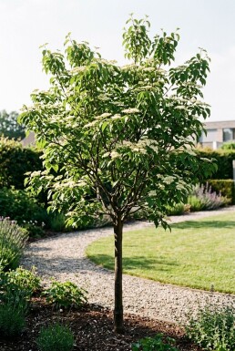 Cornus sanguinea 'Midwinter Fire' halfstam stamhoogte 90 cm C10