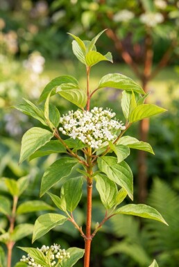 Cornus sanguinea 'Midwinter Fire' halfstam stamhoogte 90 cm C10