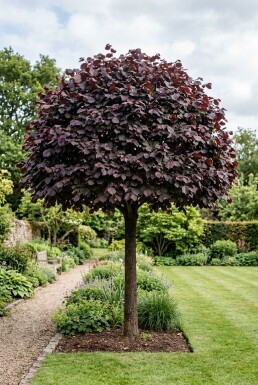 Corylus avellana 'Purple Umbrella' halfstam stamhoogte 120 cm C10