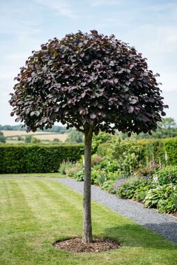 Corylus avellana 'Purple Umbrella' halfstam stamhoogte 120 cm C10