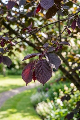 Corylus avellana 'Purple Umbrella' halfstam stamhoogte 120 cm C10