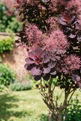 Cotinus coggygria 'Royal Purple' Halfstam 120 cm C10