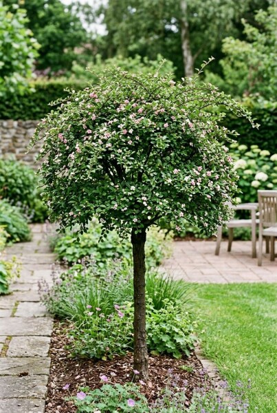 Cotoneaster apiculatus 'Blackburn' halfstam stamhoogte 120 cm C10