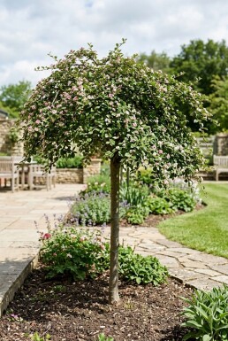 Cotoneaster apiculatus 'Blackburn' halfstam stamhoogte 90 cm C10