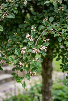 Cotoneaster apiculatus 'Blackburn' halfstam stamhoogte 90 cm C10