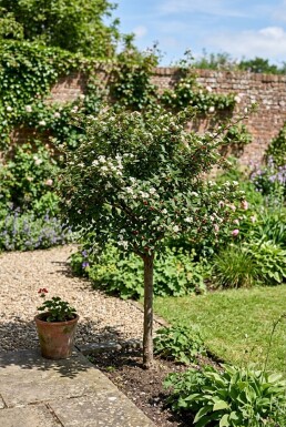 Cotoneaster nanshan 'Boer' halfstam stamhoogte 80 cm C10