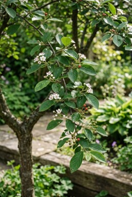 Cotoneaster nanshan 'Boer' halfstam stamhoogte 80 cm C10