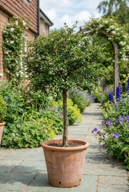 Cotoneaster nanshan 'Copra' halfstam stamhoogte 90 cm C10